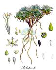 Asteliaceae