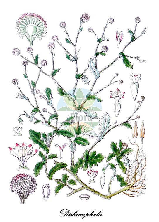 Dichrocephala chrysanthemifolia
