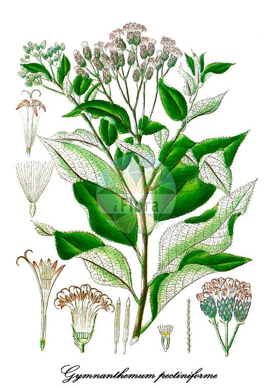 Gymnanthemum pectiniforme