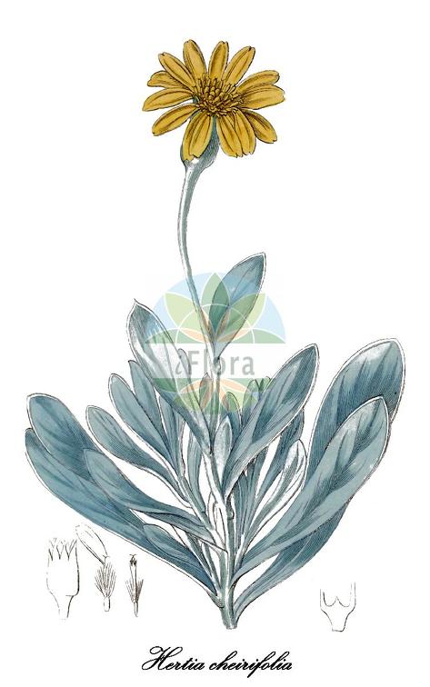 Hertia cheirifolia