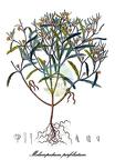 Melampodium perfoliatum