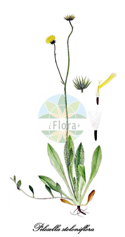 Pilosella stoloniflora