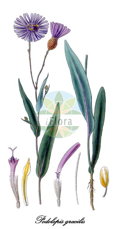 Podolepis gracilis