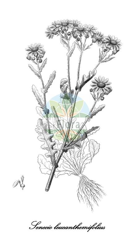 Senecio leucanthemifolius