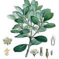 Laurelia novae-zelandiae