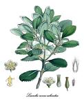 Atherospermataceae