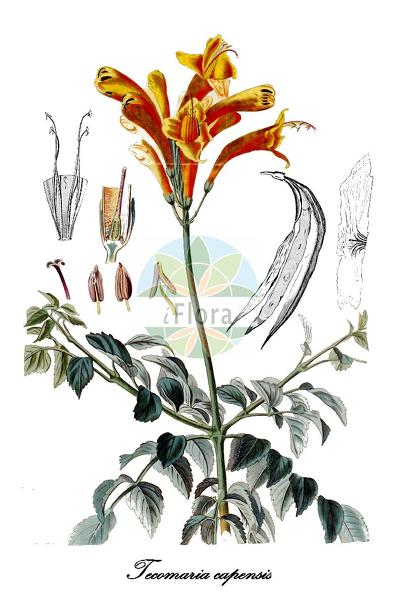 Tecomaria capensis