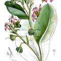 Caccinia macranthera