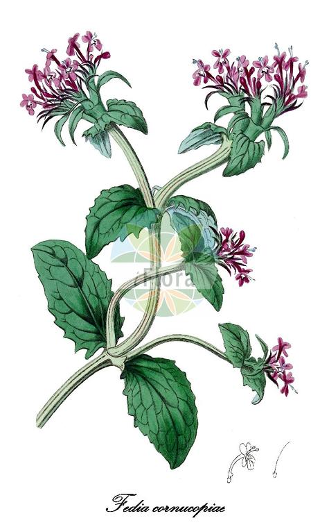 Fedia cornucopiae