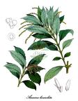 Chloranthaceae