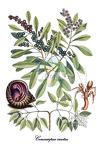 Combretaceae