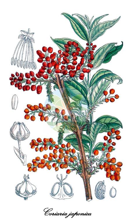 Coriaria japonica