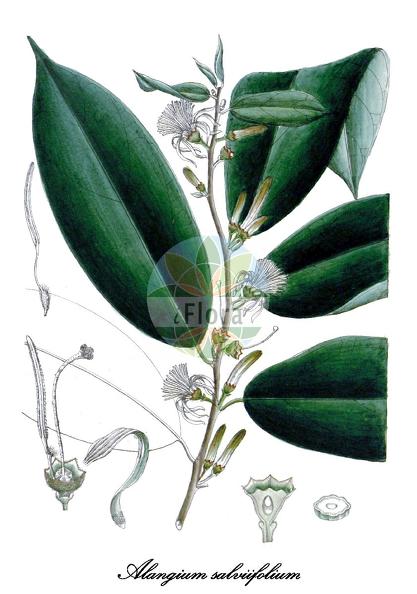 Alangium salviifolium