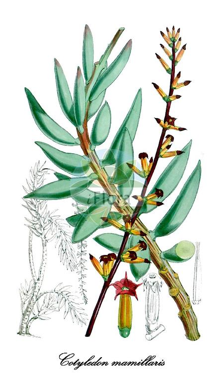 Cotyledon mamillaris
