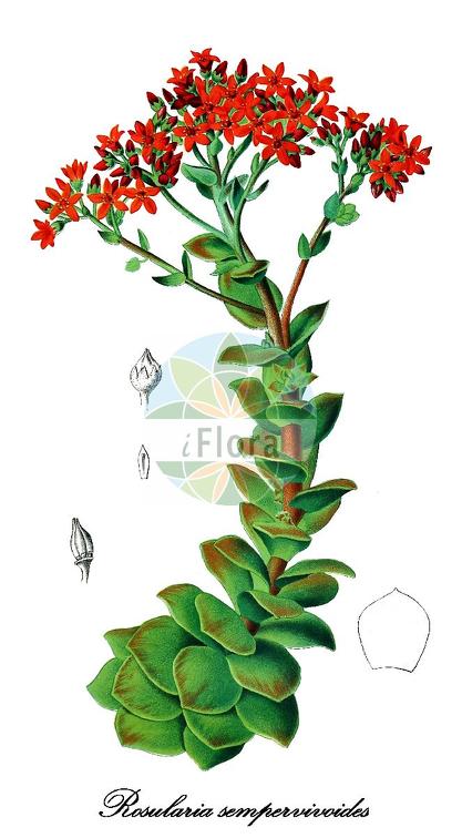 Rosularia sempervivoides