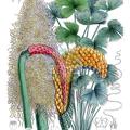 Carludovica rotundifolia