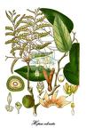 Dipterocarpaceae