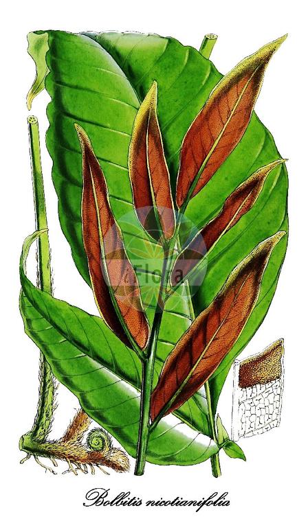 Bolbitis nicotianifolia