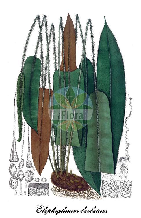 Elaphoglossum barbatum