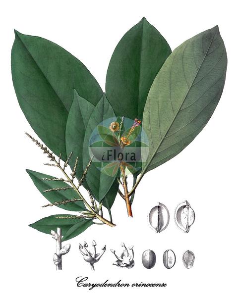 Caryodendron orinocense