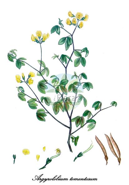 Argyrolobium tomentosum