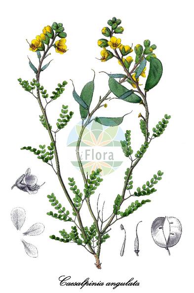 Caesalpinia angulata