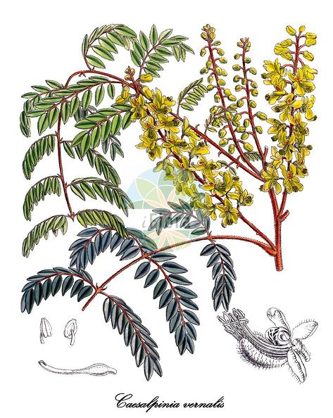 Caesalpinia vernalis