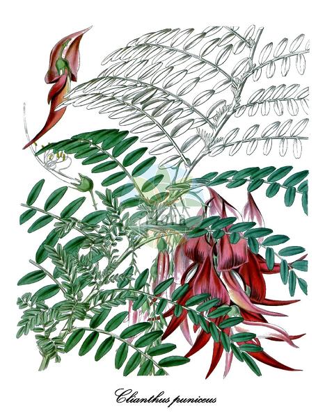 Clianthus puniceus