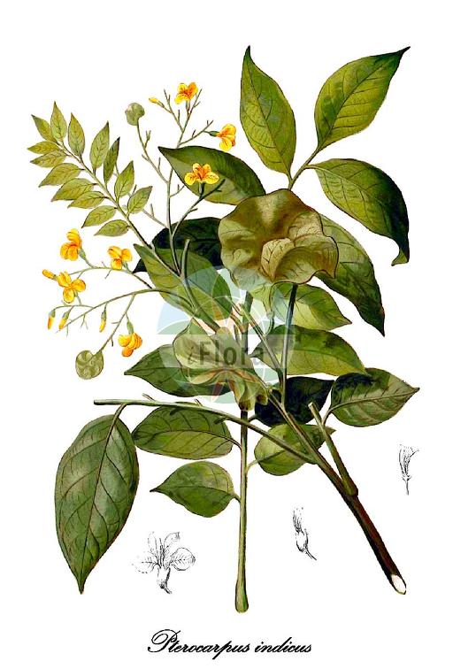 Pterocarpus indicus