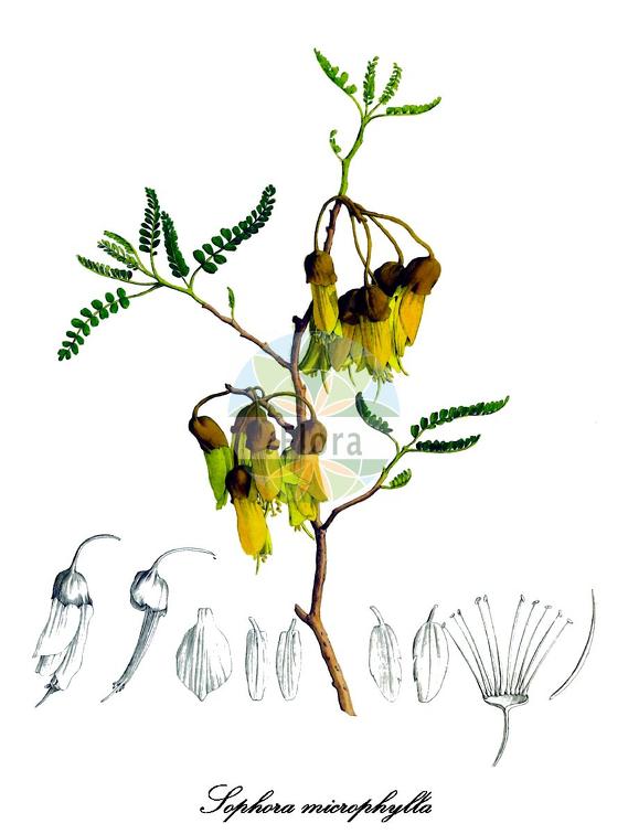 Sophora microphylla
