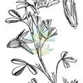 Trifolium squamosum