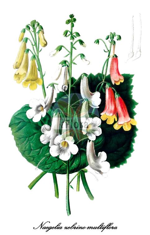 Naegelia zebrino-multiflora
