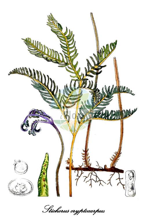 Sticherus cryptocarpus