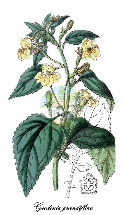 Goodenia grandiflora