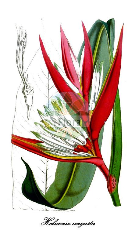 Heliconia angusta