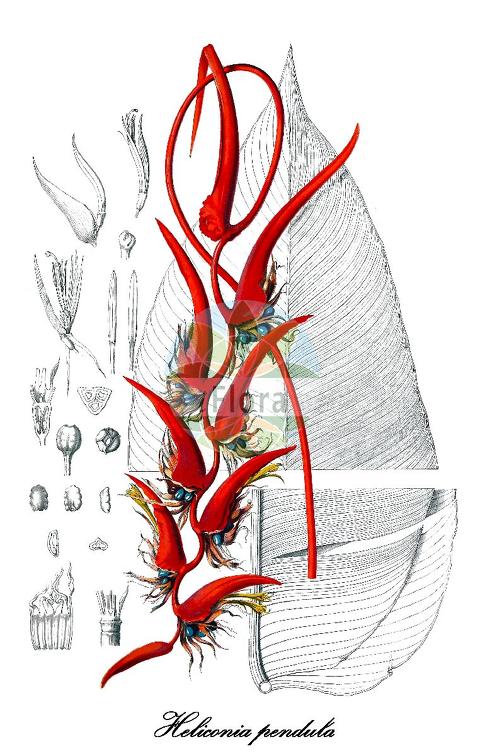Heliconia pendula
