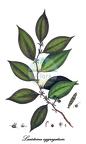 Lacistemataceae