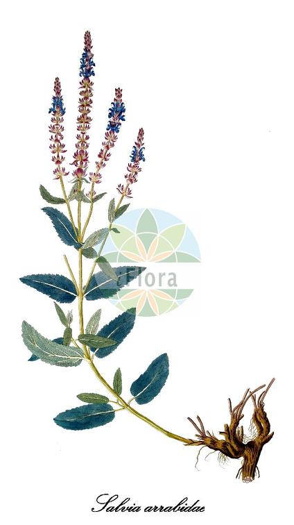 Salvia arrabidae
