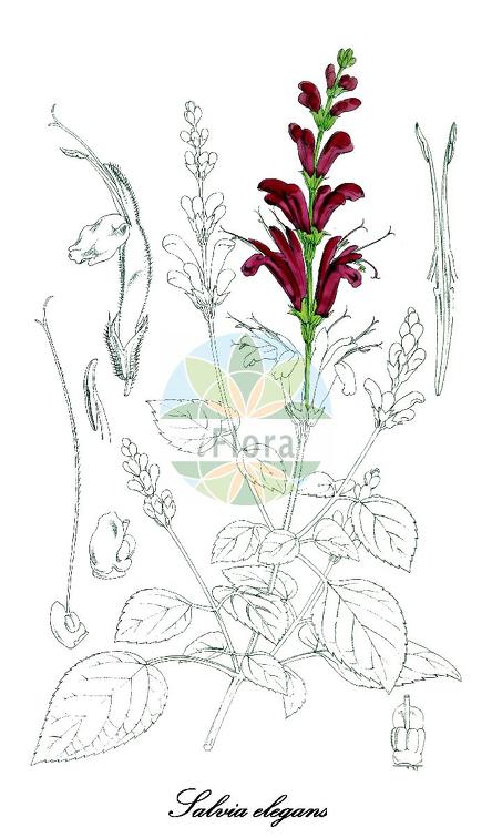 Salvia elegans