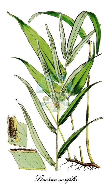 Lindsaea ensifolia