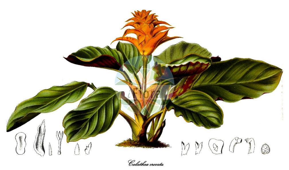 Calathea crocata