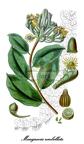 Marcgraviaceae