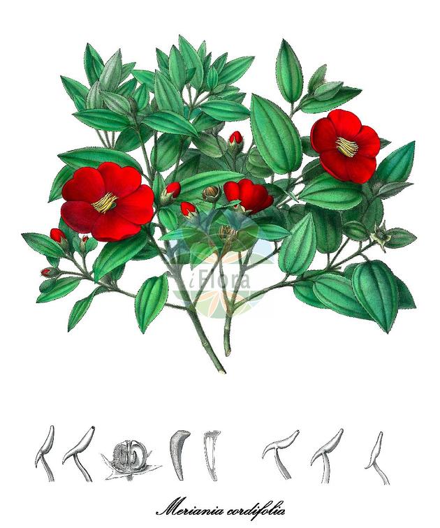 Meriania cordifolia