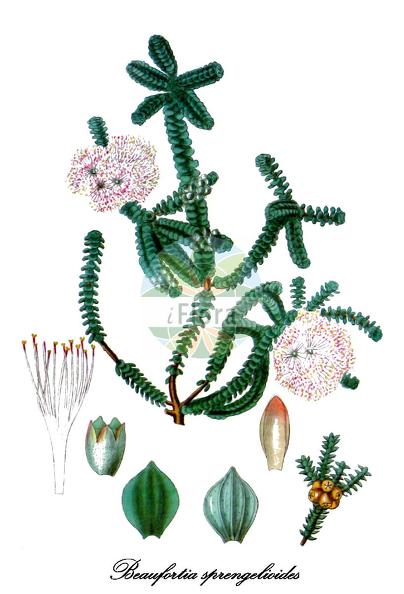 Beaufortia sprengelioides