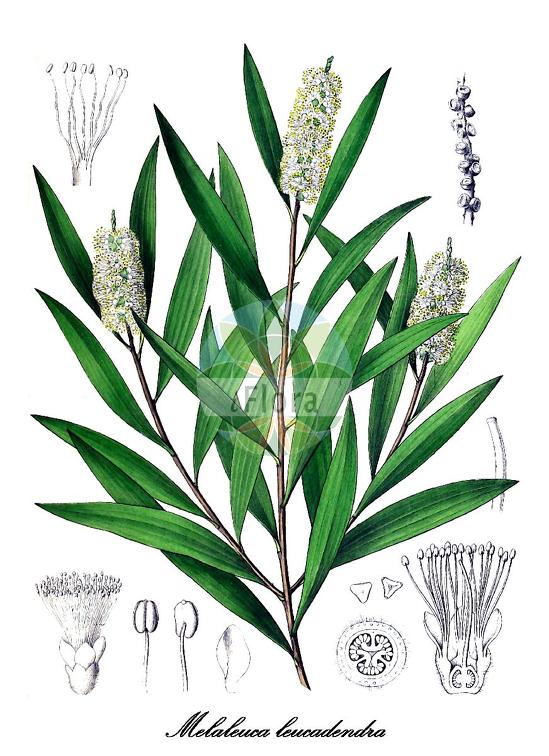 Melaleuca leucadendra