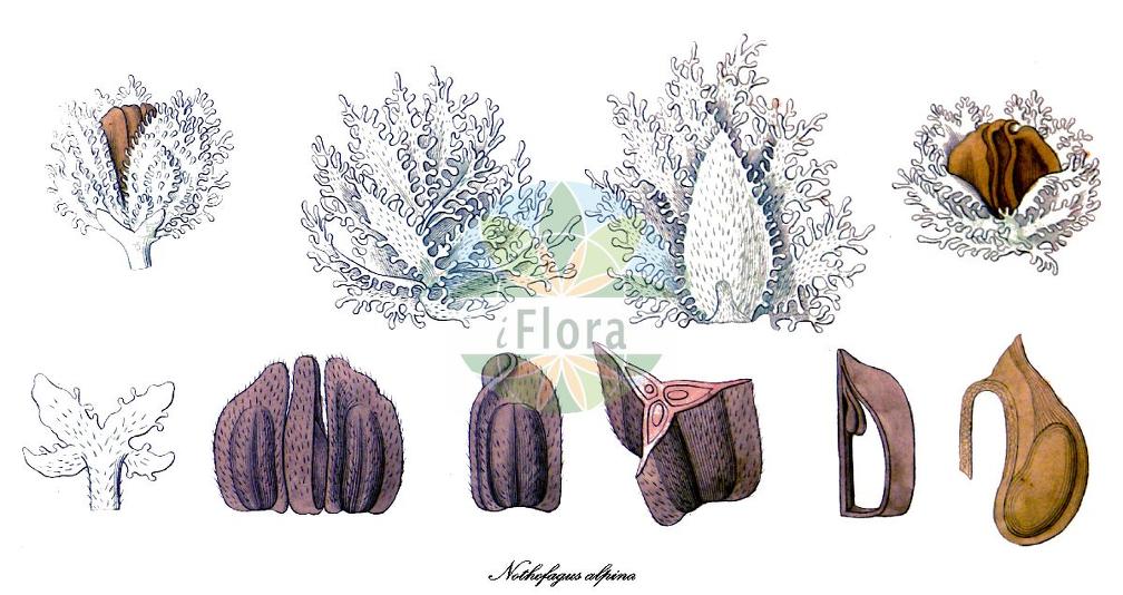 Nothofagus alpina