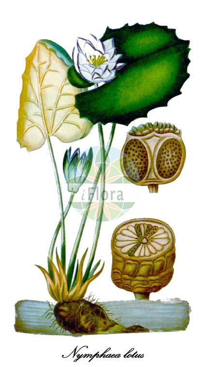 Nymphaea lotus