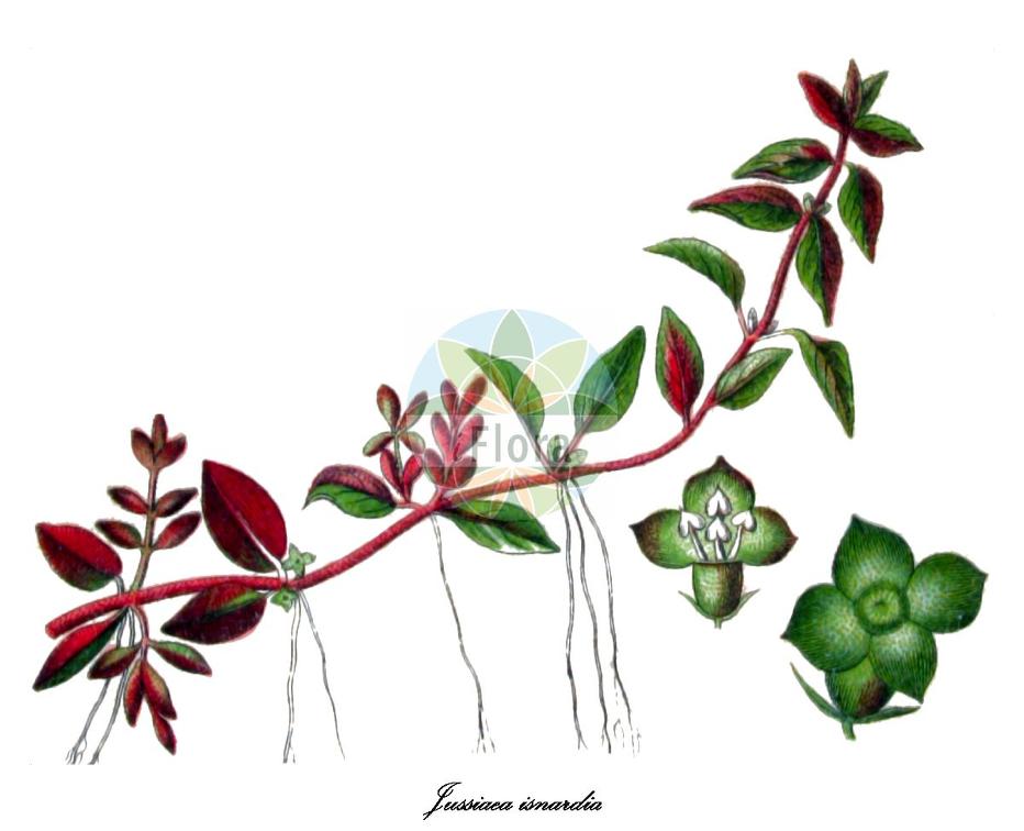Jussiaea isnardia