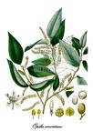 Opiliaceae
