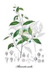 Pentaphylacaceae